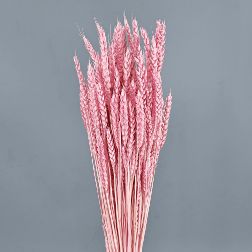 Trigo seco rosa, Flor seca de 70-80 cm de comprimento