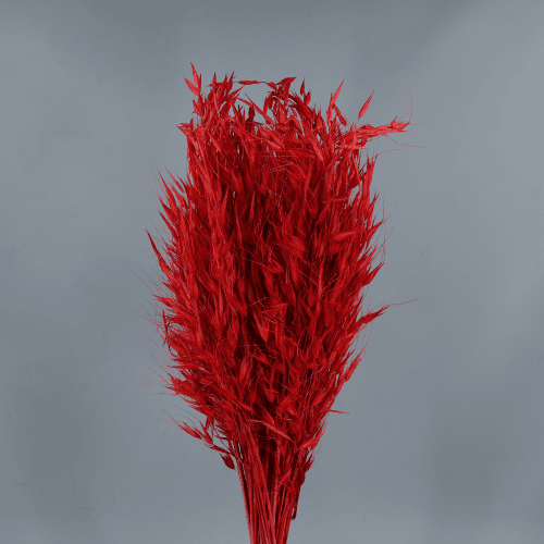 Avoine sauvage séchée variée, Fleur séchée de 80 cm de long