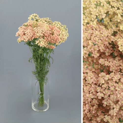 Achillea Lachsschon