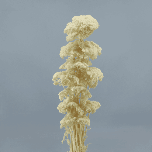 Achillea Blanco, Blanco