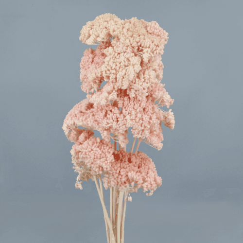 Achillea Rosa Claro, Rosa Claro