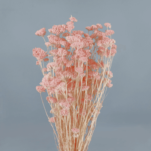 Achillea Silvestre, Rosa Claro