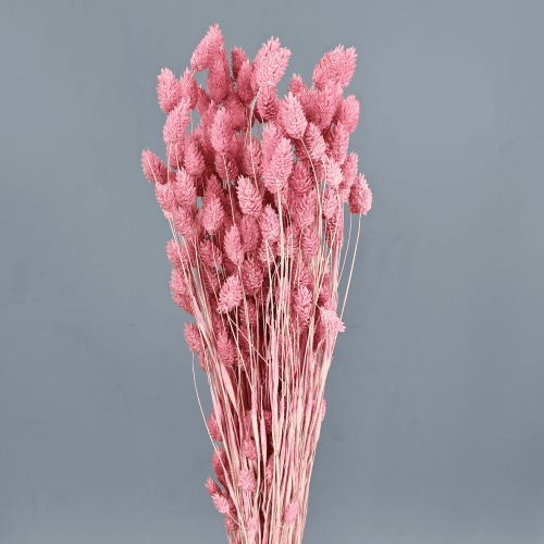 Phalaris séché Rose Clair, Fleur séchée de 60-80 cm de long