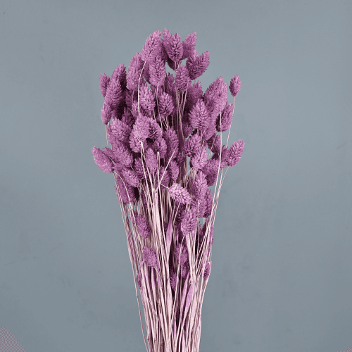 Phalaris séché Lavande