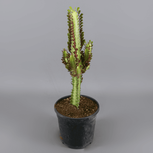 Euphorbia Trigona Rubra (Árbol de la Leche Rojo), Planta de 35 cm de alto, pack de 6 uds
