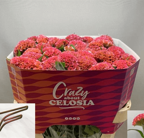 Bouquet de 10 Célosies Roses Pink Delight, Fleur fraîche de 55 cm de long, 10 tiges