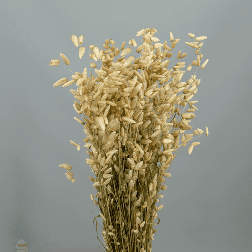 Briza Maxima