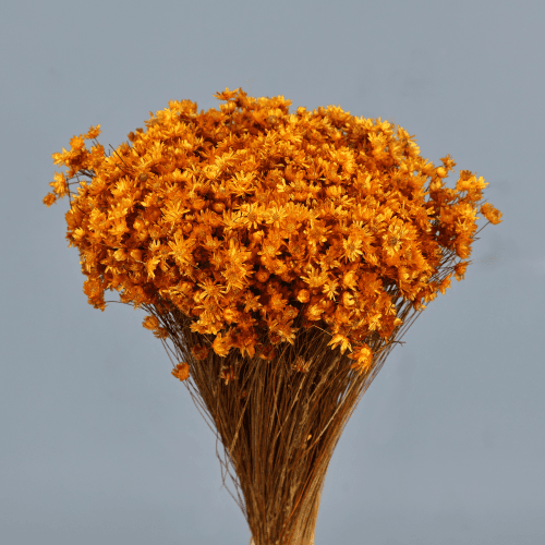 Marcela Naranja, Flor seca de 30 cm de largo