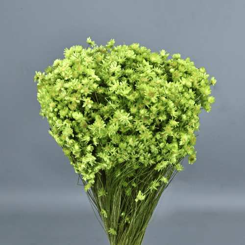 Marcela seca Verde Pistacho, Flor seca de 30 cm de largo, lote de 2 tallos