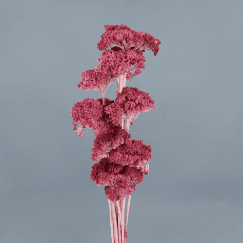 Achillea Rosa, Rosa