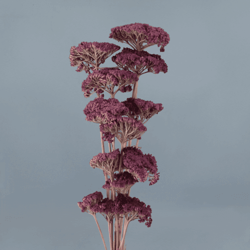 Achillea Lavanda, Lavanda