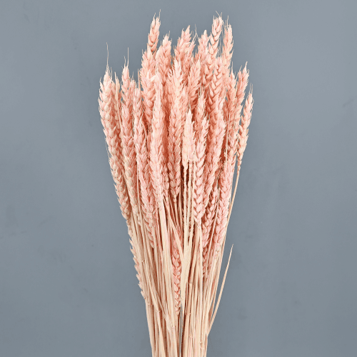 Trigo Rosa Claro