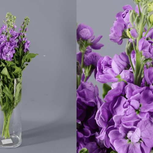 · Alheli Debora, Morado