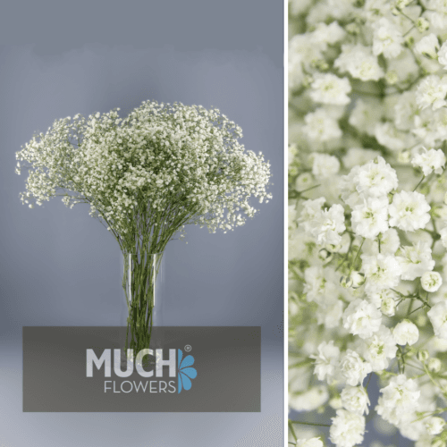Paniculata Grandtastic MF 30 gr