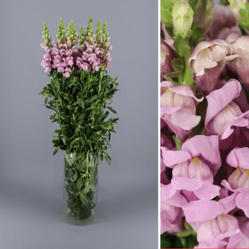 Antirrinum Lavender