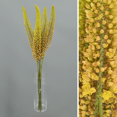 Ramo de 10 Eremurus Laranja Emmy-Ro, Flor fresca de 80 cm de comprimento, 5 hastes