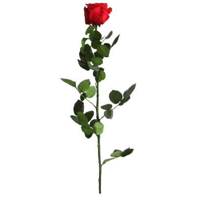 Rosa Rojo Tallo, Rojo, 1 tallos, 50cm