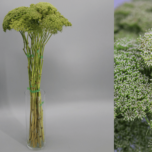 Ammi Green Mist, Verde, 1 tallos, 70cm