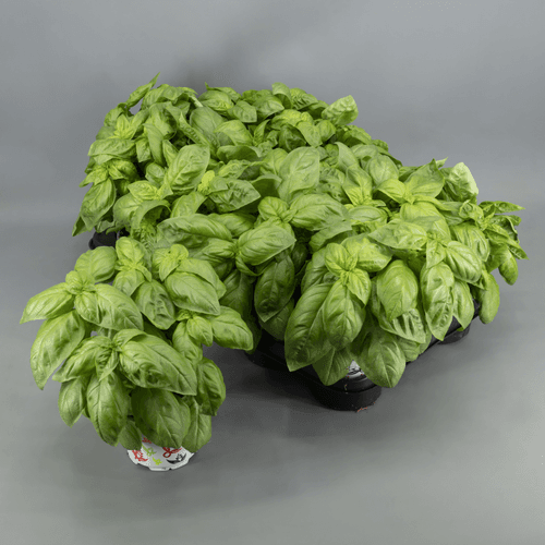 Albahaca (Ocimum) Pesto, Verde Claro