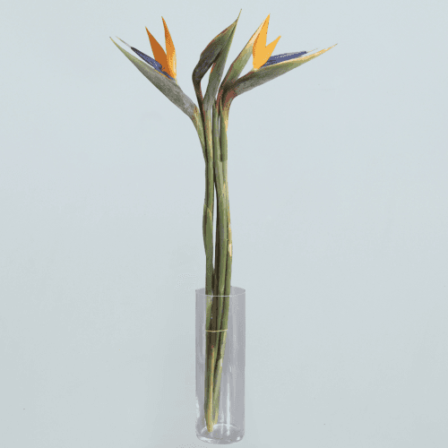 Strelitzia Americana, Naranja, 1 tallos, 90cm