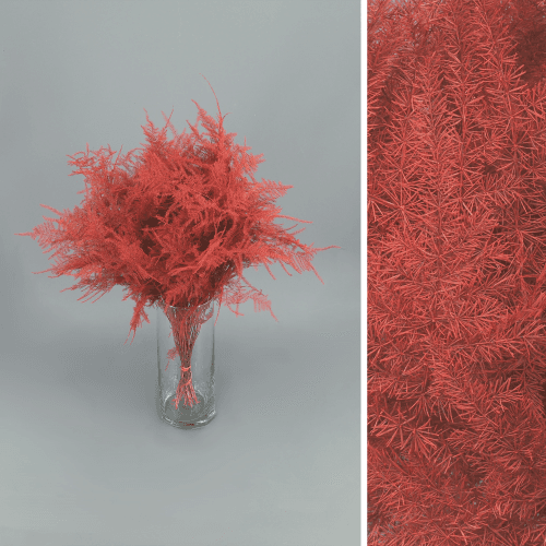 Asparagus Setaceus Painted Rojo, Rojo