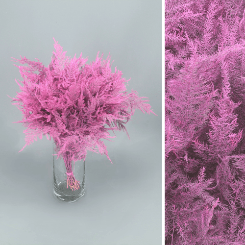 Asparagus teinté fuchsia