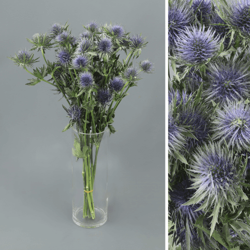 · Eryngium Magnetar, Azul