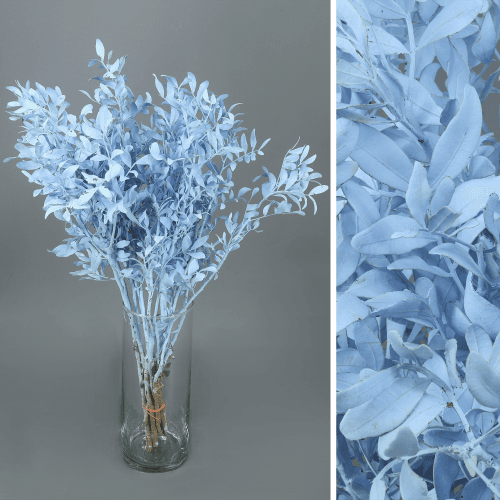 Lentisco pintado azul claro, Follaje de 50 cm de largo, en manojo