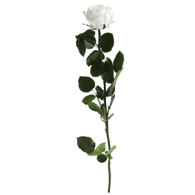 Rosa Blanco Tallo, Blanco, 1 tallos, 50cm