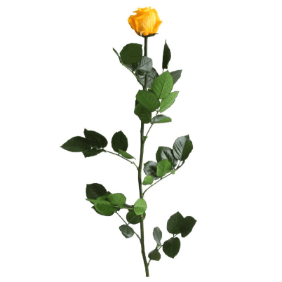 Rosa Amarillo Tallo, Amarillo, 1 tallos, 50cm