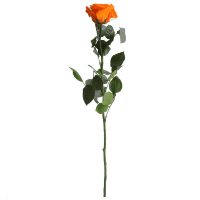 Rosa Naranja Tallo, Naranja, 1 tallos, 50cm