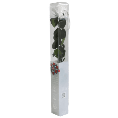 Rosa Blanco Tallo, Blanco, 1 tallos, 55cm