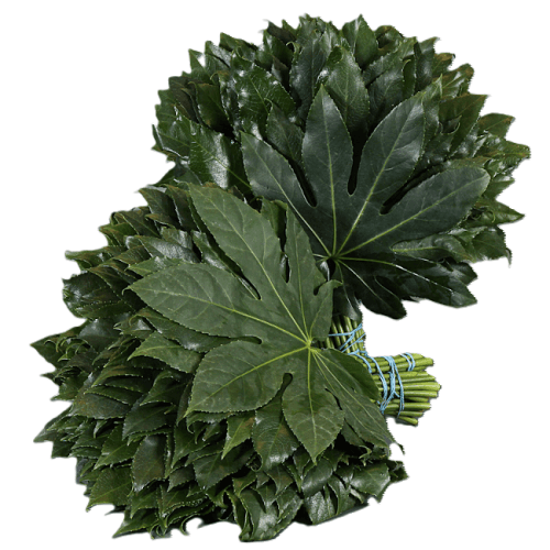Aralia CR 60, Verde