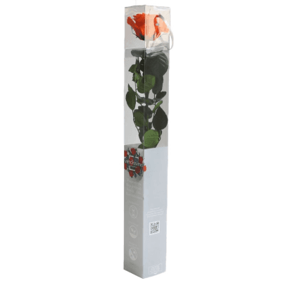 Rosa Naranja Tallo, Naranja, 1 tallos, 55cm