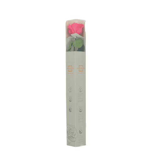 Rosa Fucsia Tallo, Fucsia, 1 tallos, 55cm