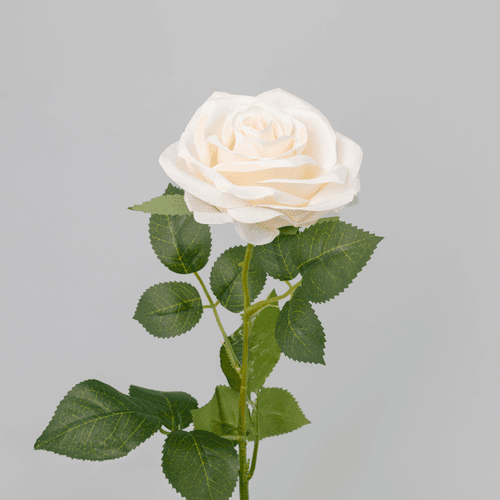 Rose Pivoine Crème