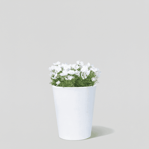 Macetero Gerbera, Blanco, 1 tallos, 59cm