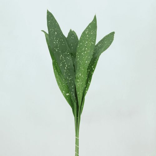 Aspidistra Via Láctea, Folhagem de 50 cm de comprimento, em molho
