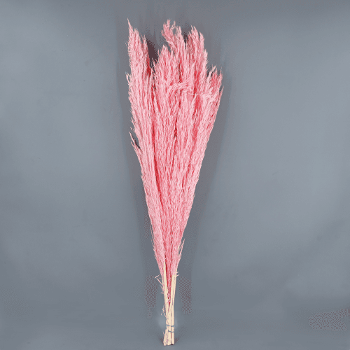 Plumero preservado Rosa