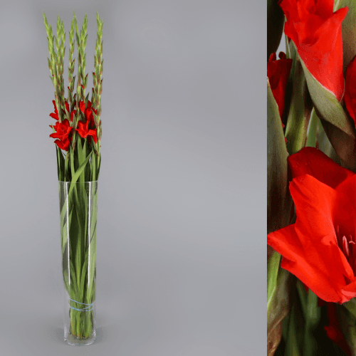 Ramo de 20 gladíolos vermelhos Balance (Gladiolus), Flor fresca de 110 cm de comprimento, 10 hastes