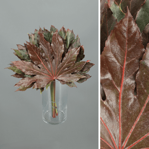 Aralia Red Absorbed, Rojo