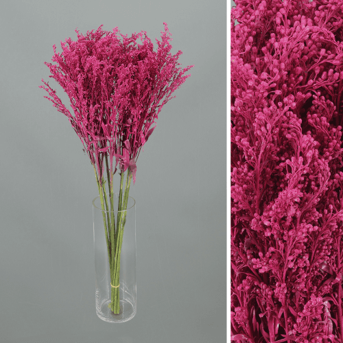 Solidago Tara Hot Pink, Fucsia, 1 tallos, 60cm