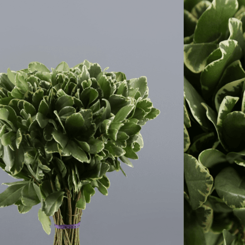 Pittosporum Ilan