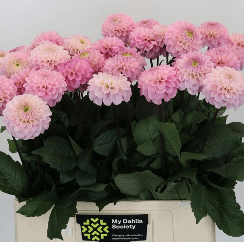 Ramo de 30 Dalias Rosa Claro Wizard of Oz, Flor fresca de 50-60 cm de largo, 30-50 tallos