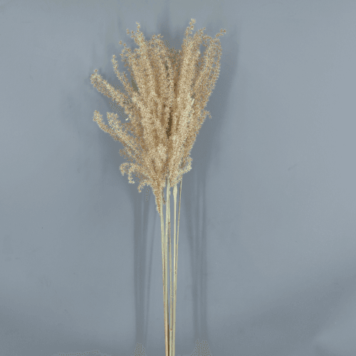 Miscanthus Seco Natural, Flor preservada de 70 cm de largo