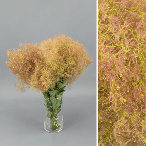 Botte de 10 Tiges de Cotinus Young Lady