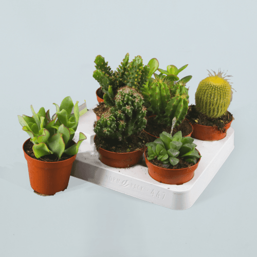 Cactus Mix 508