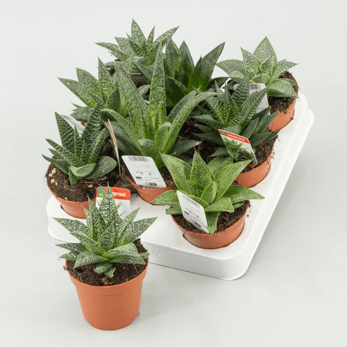 Aloe Haworthia mix, Verde