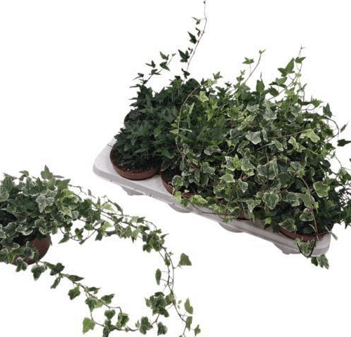 Hedera helix Mix