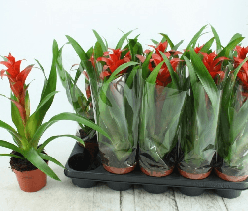 Guzmania Allura, Planta de 40 cm de alto, pack de 10 uds